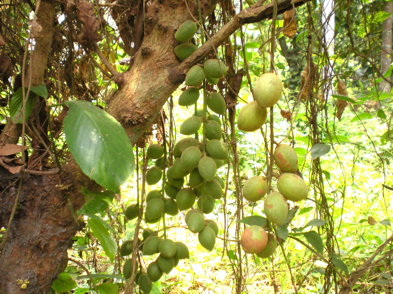 Burmese Grape