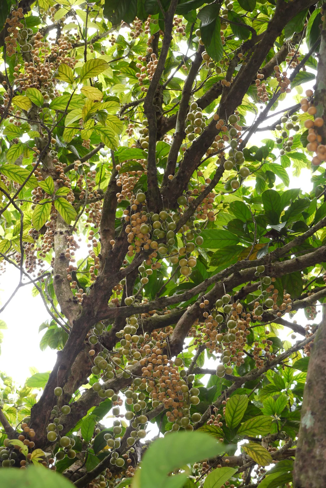 Rambai