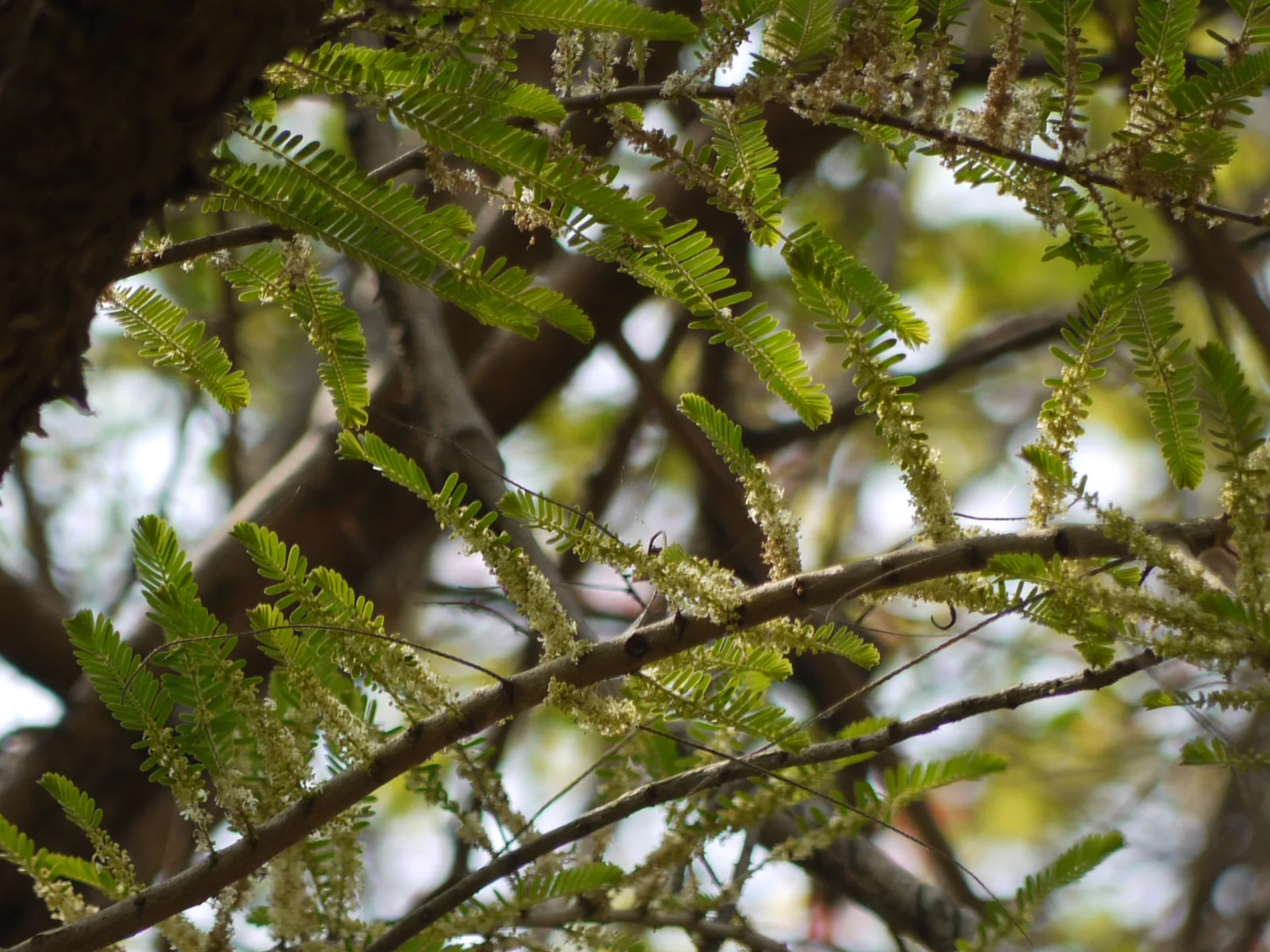 Amla (Phyllanthus emblica)