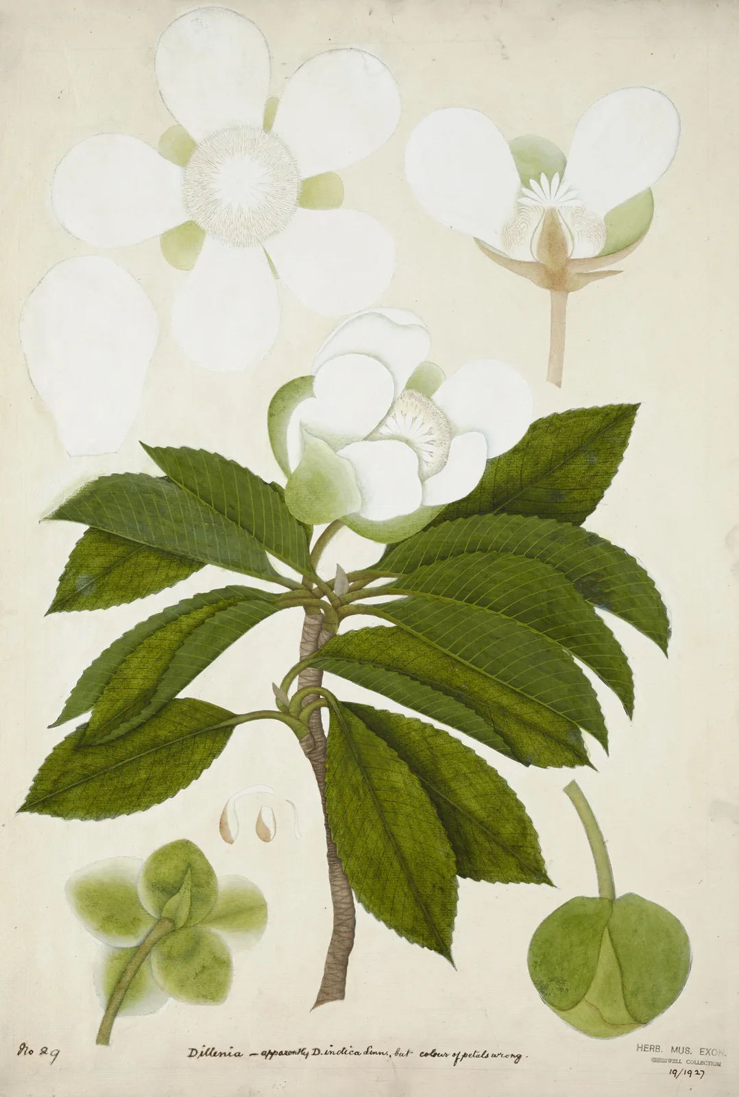 Elephant Apple (Dillenia indica)