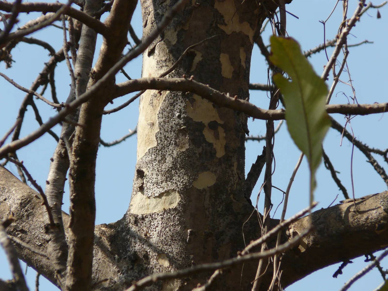 Chalta (Dillenia pentagyna)
