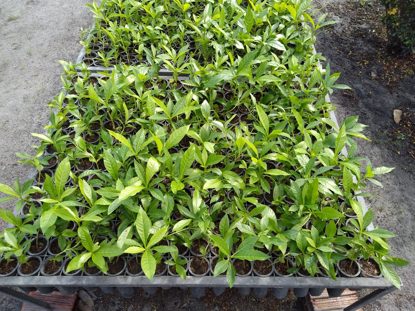 Genip (Genipa americana)