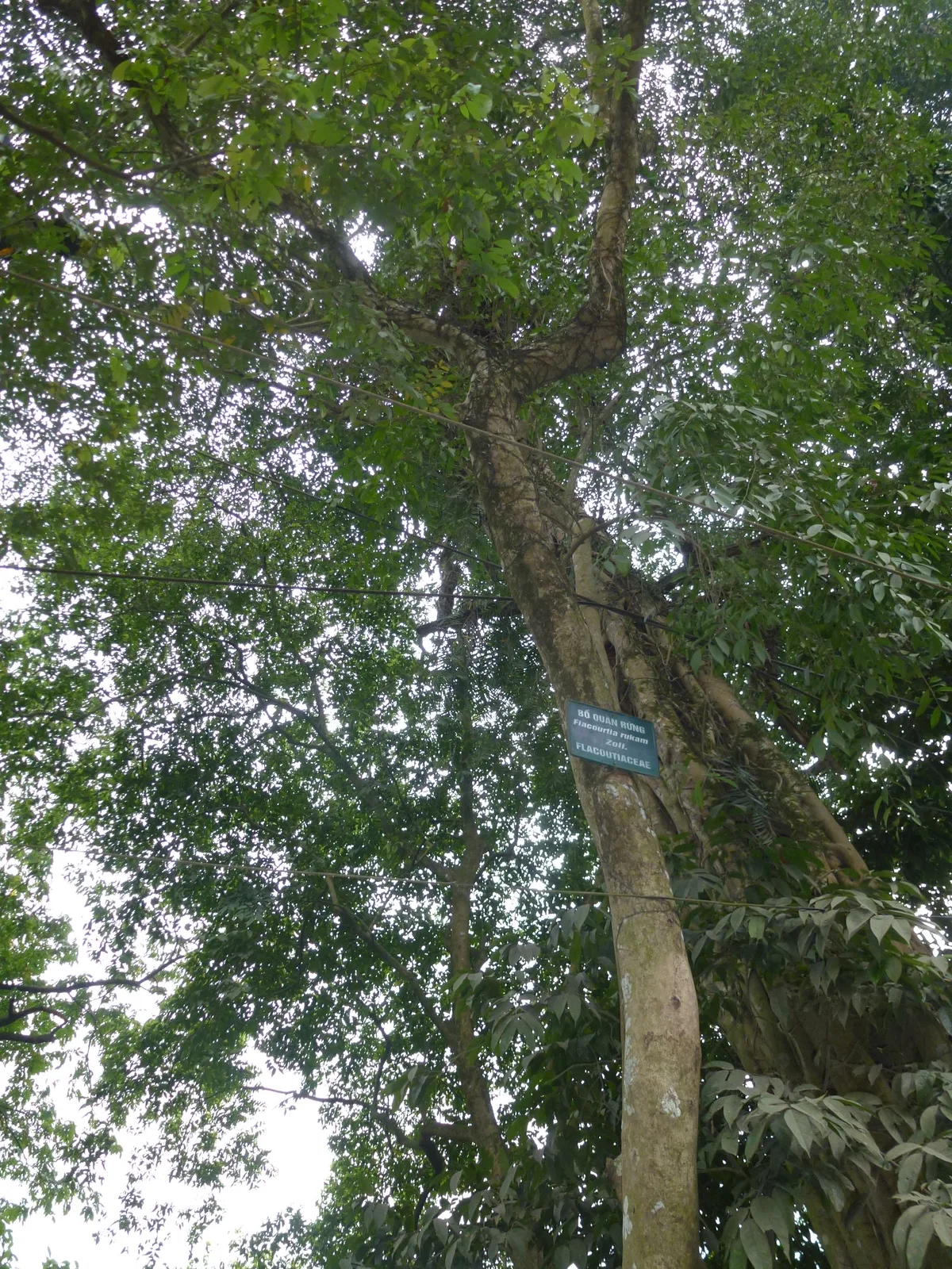 Rukam (Flacourtia rukam)