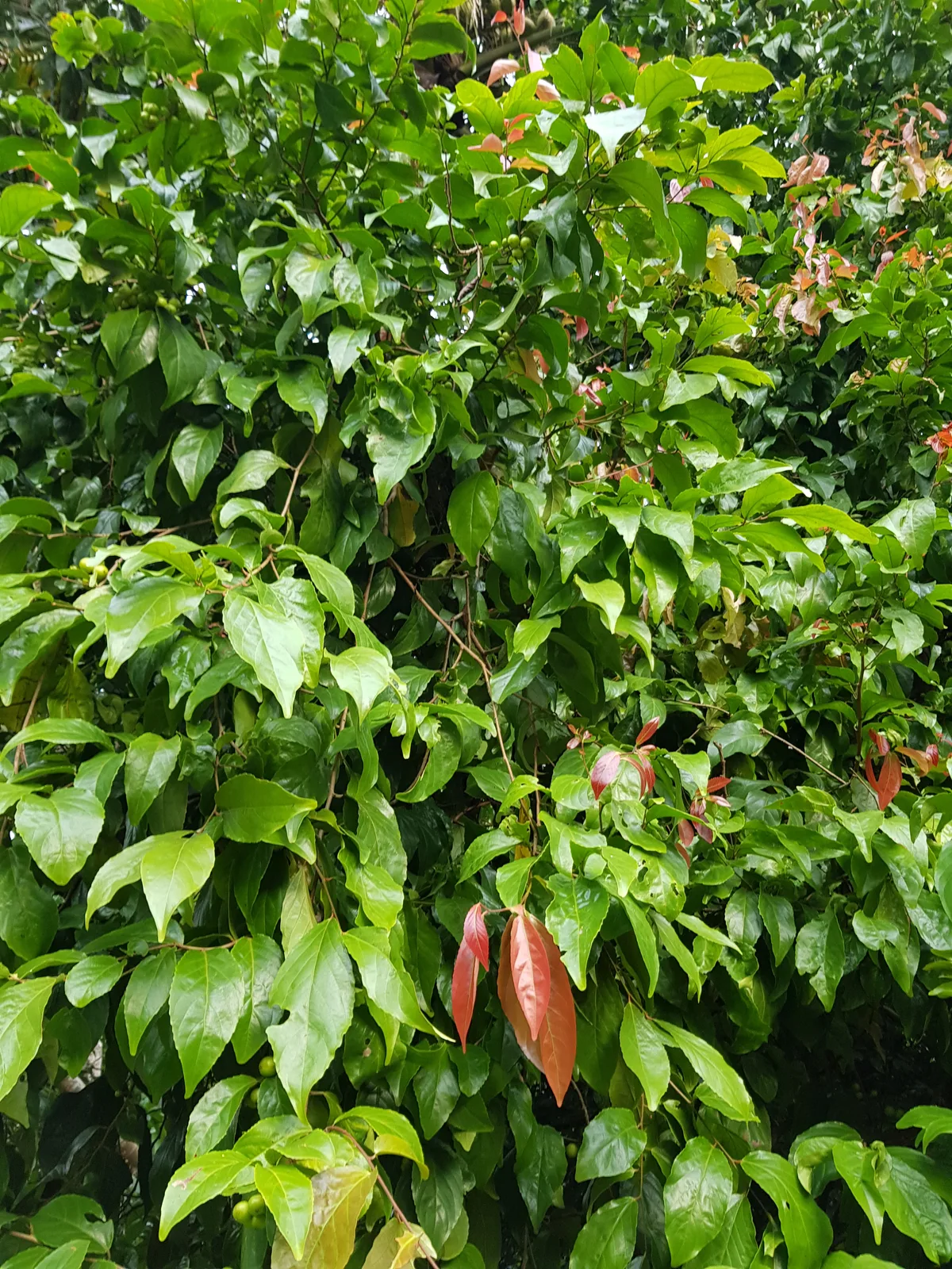 Batoko Plum (Flacourtia inermis)