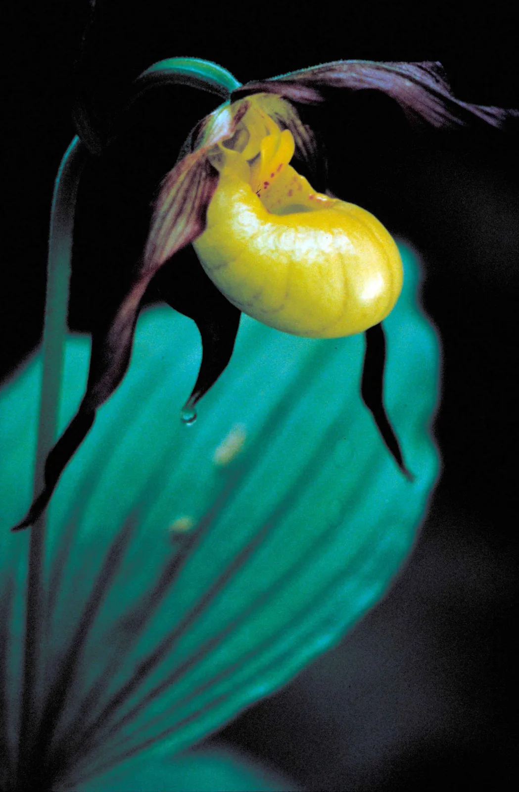 Lady Slipper Orchid (Cypripedium calceolus)