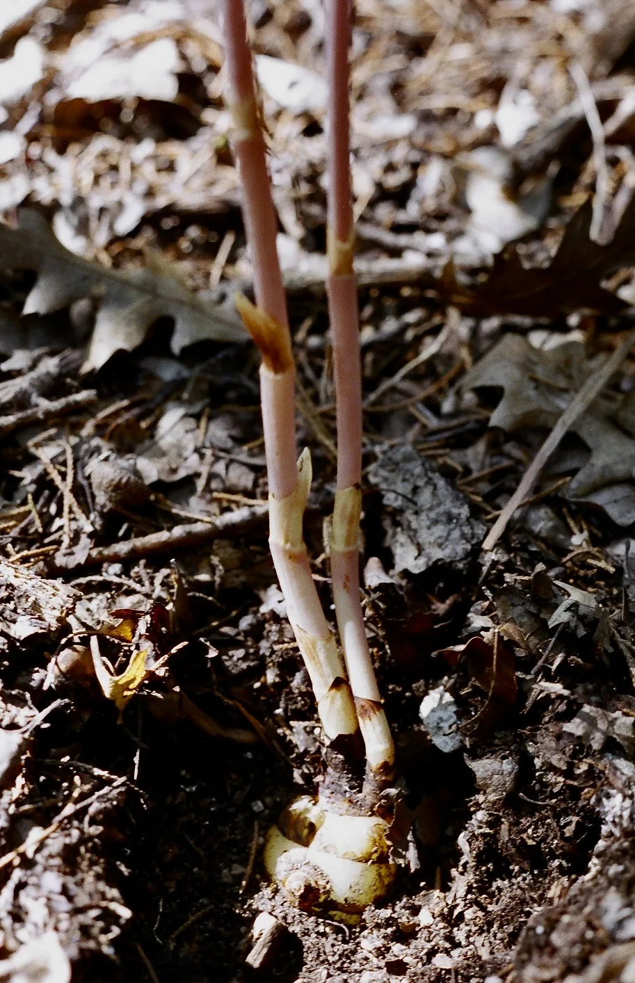 Crested Coralroot