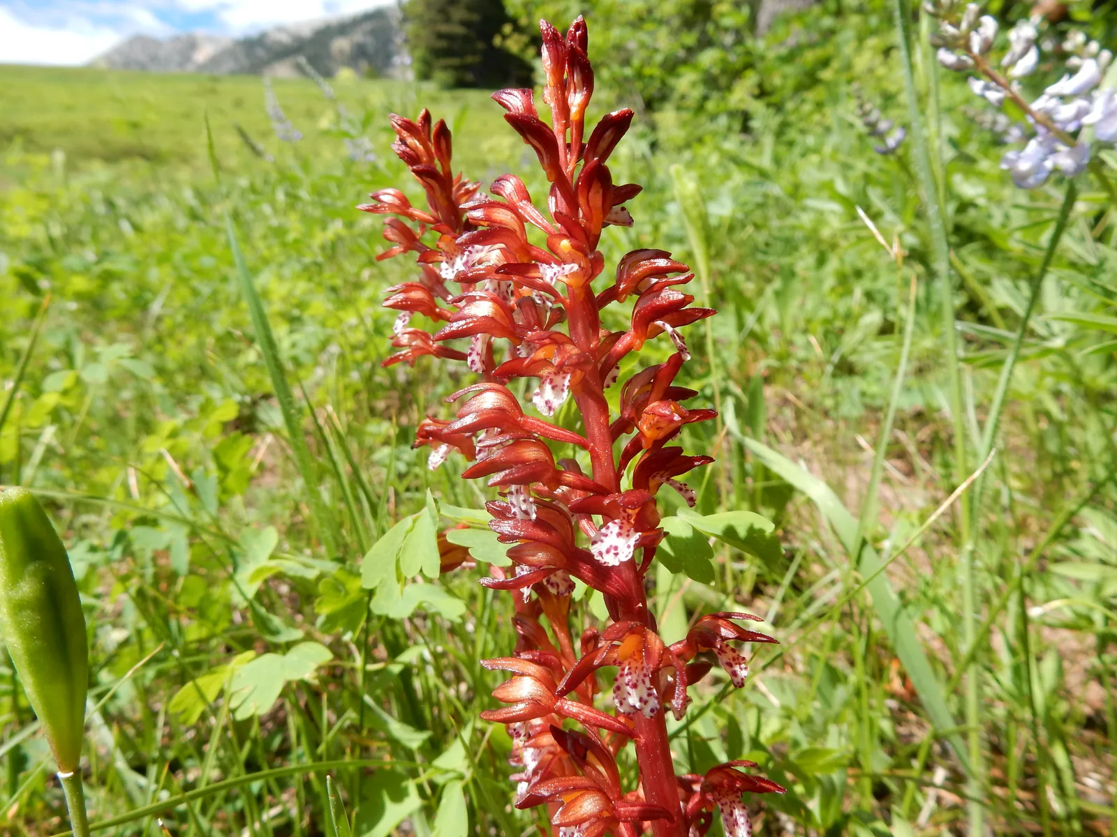 Spotted Coralroot (Corallorhiza maculata)