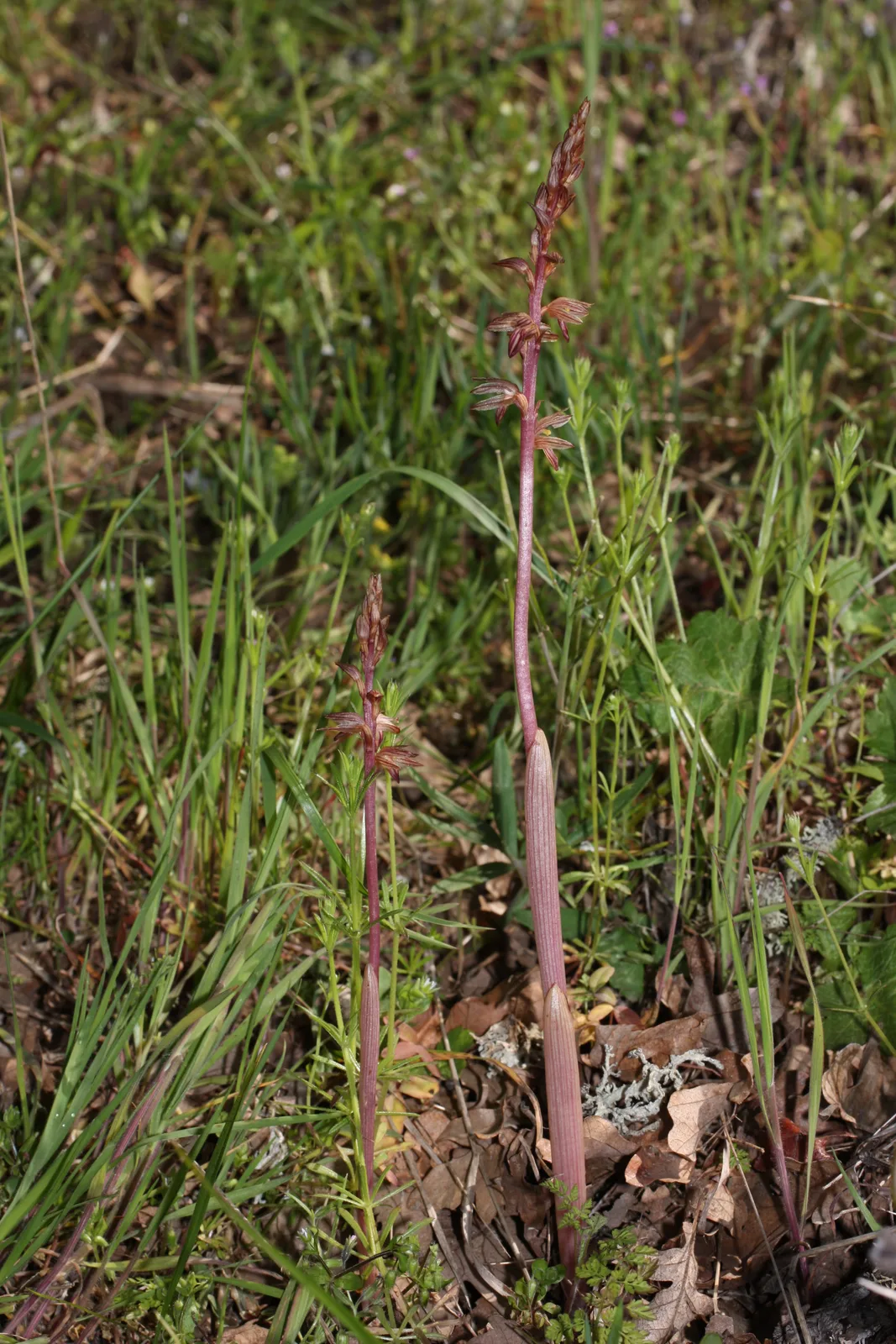 Striped Coralroot (Corallorhiza striata)