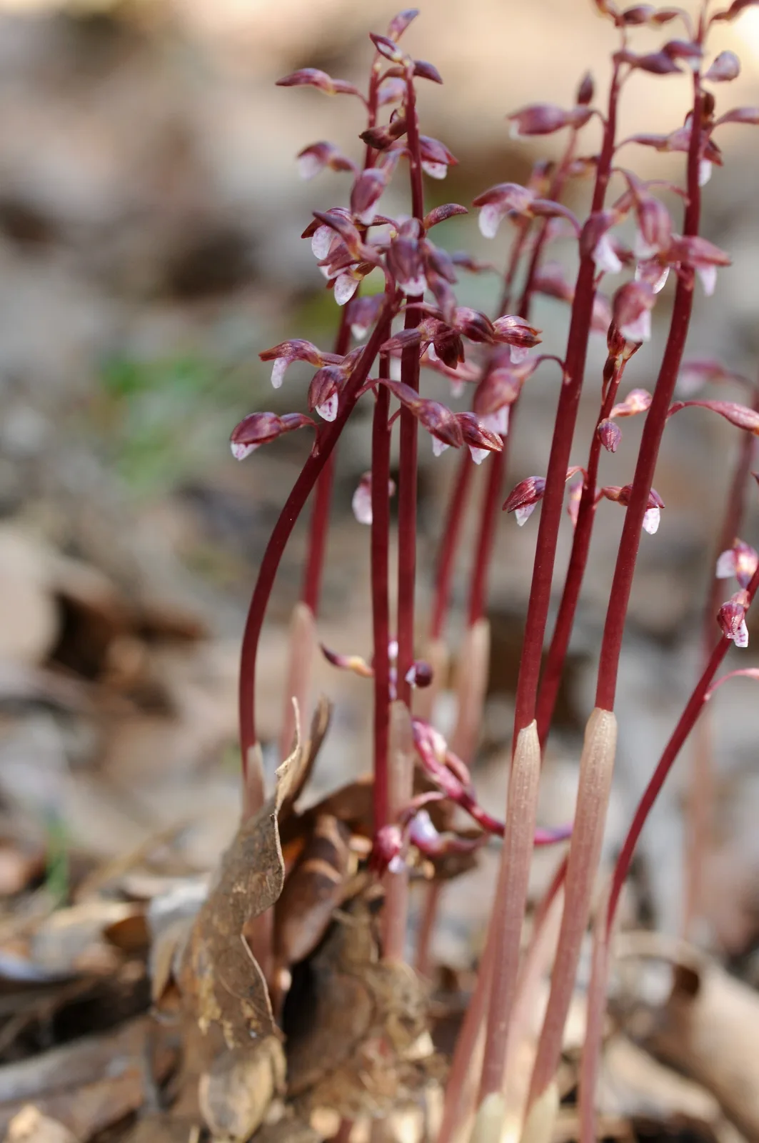 Spring Coralroot (Corallorhiza wisteriana)