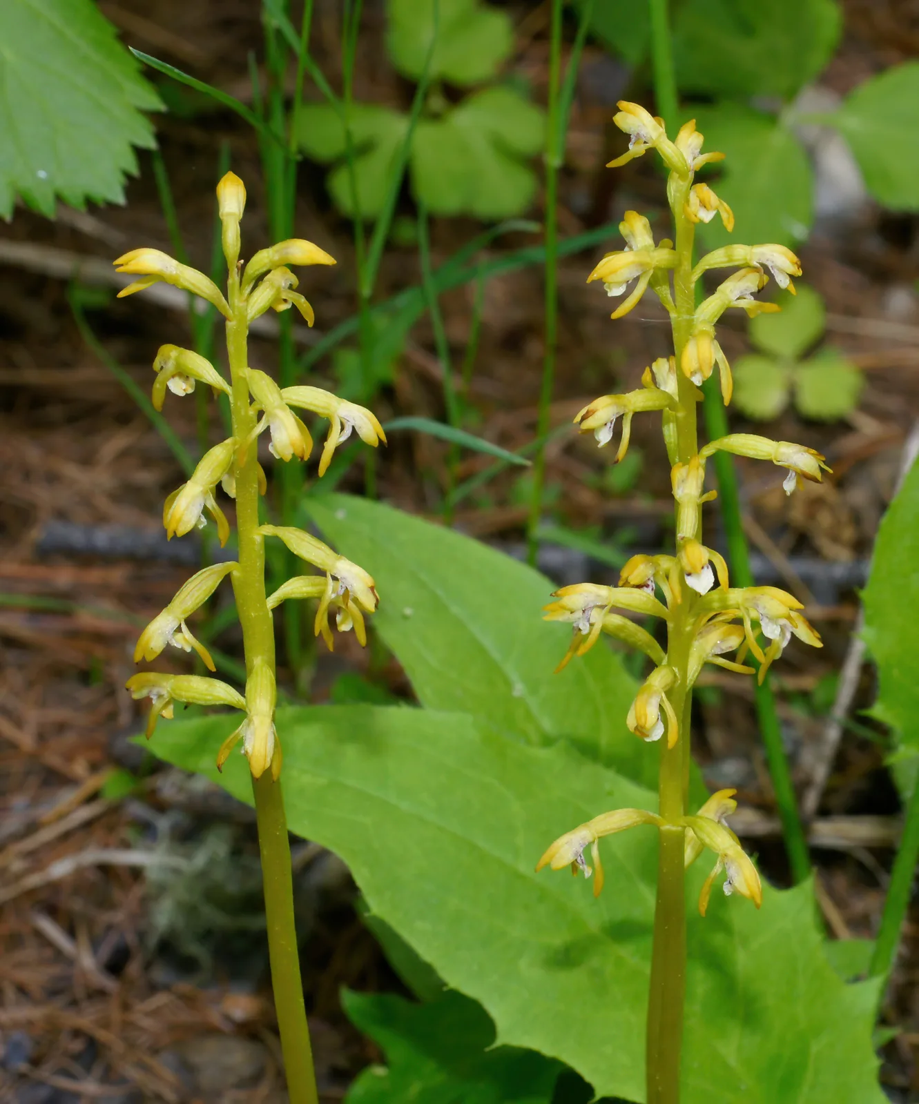 Early Coralroot (Corallorhiza trifida)