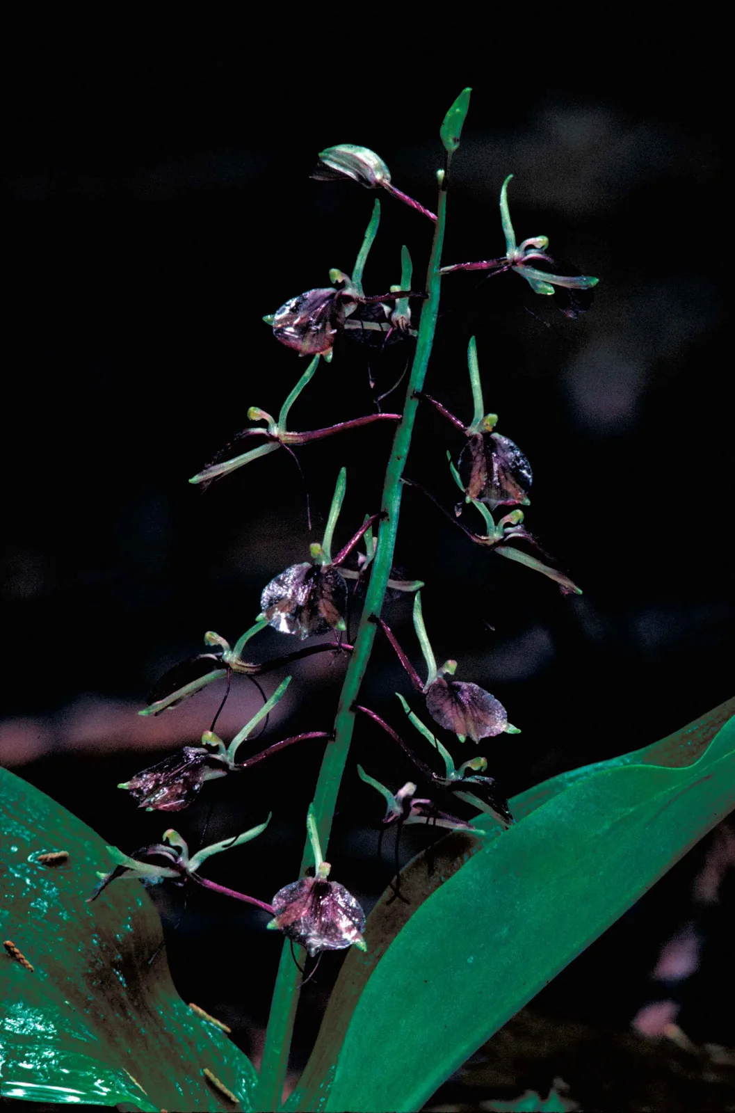 Lily Leaved Twayblade (Liparis liliifolia)