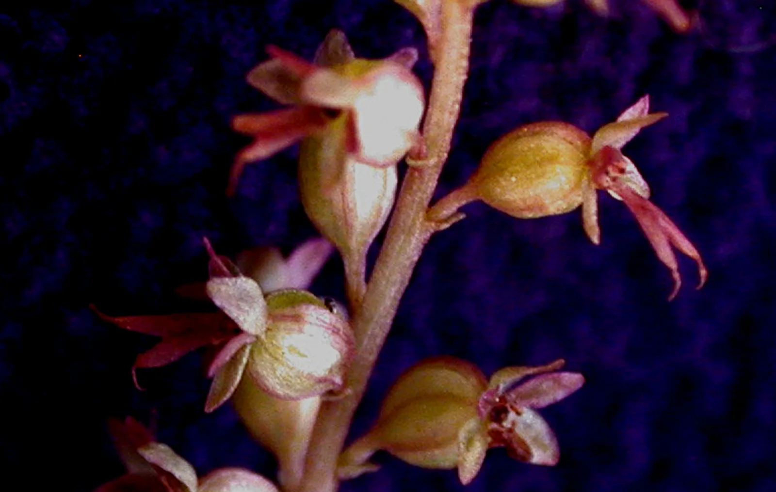Heart Leaved Twayblade (Neottia cordata)