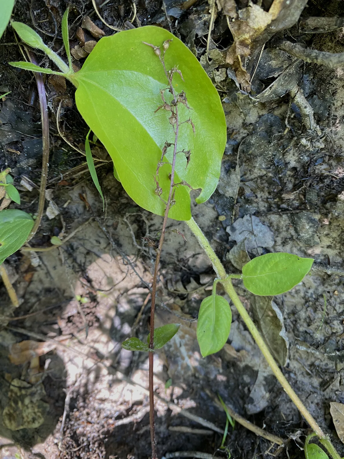 Southern Twayblade (Neottia bifolia)