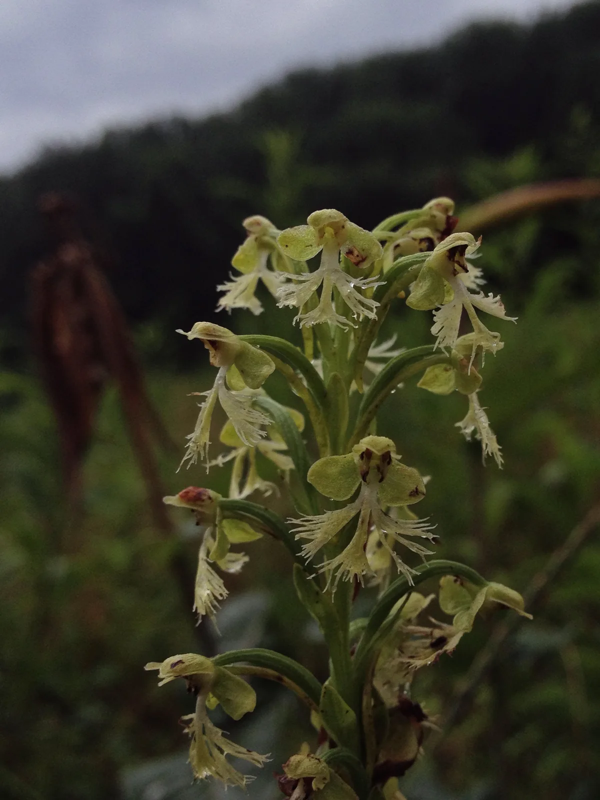 Green Fringed Orchid (Platanthera lacera)