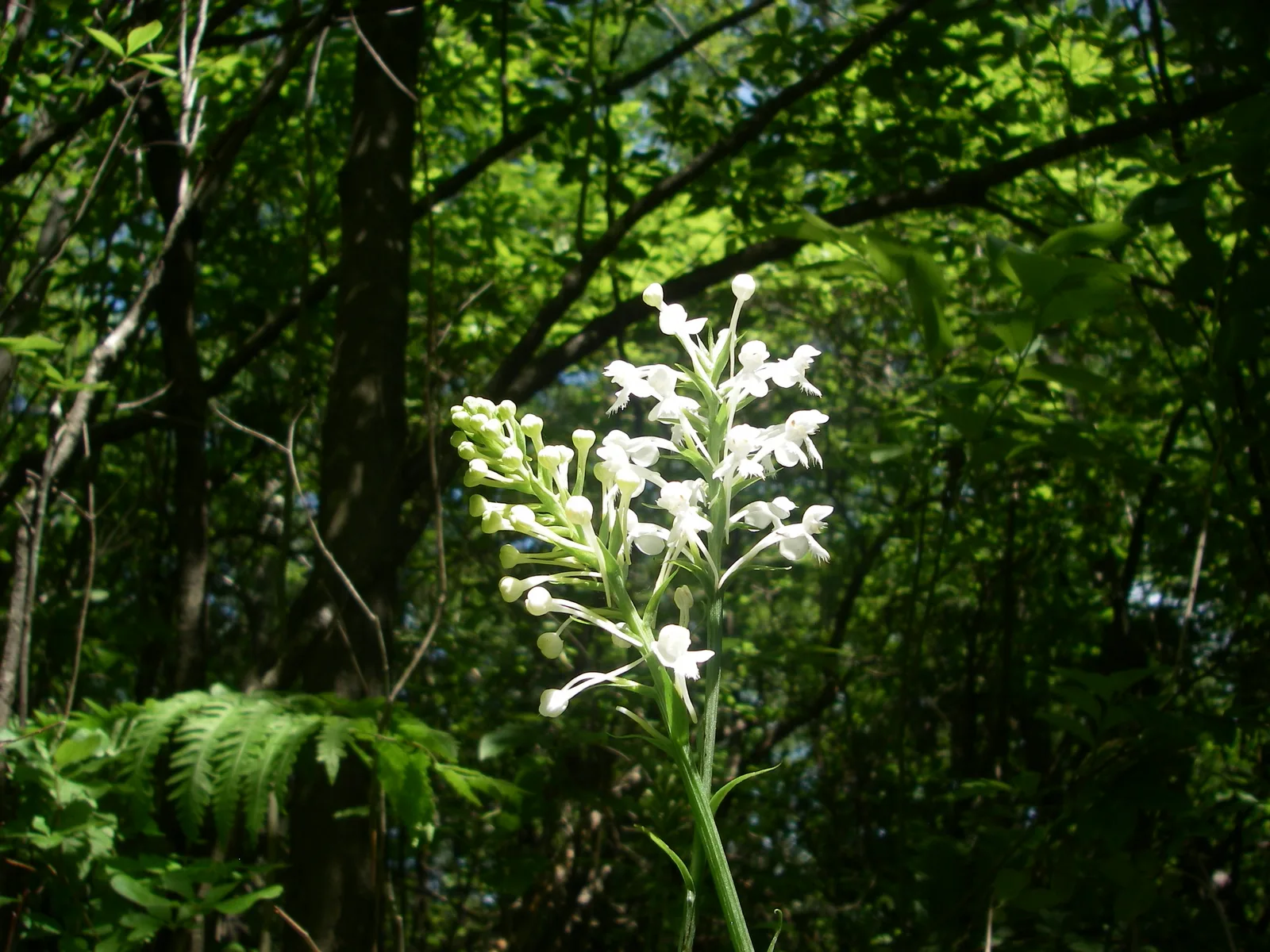 White Fringed Orchid (Platanthera blephariglottis)
