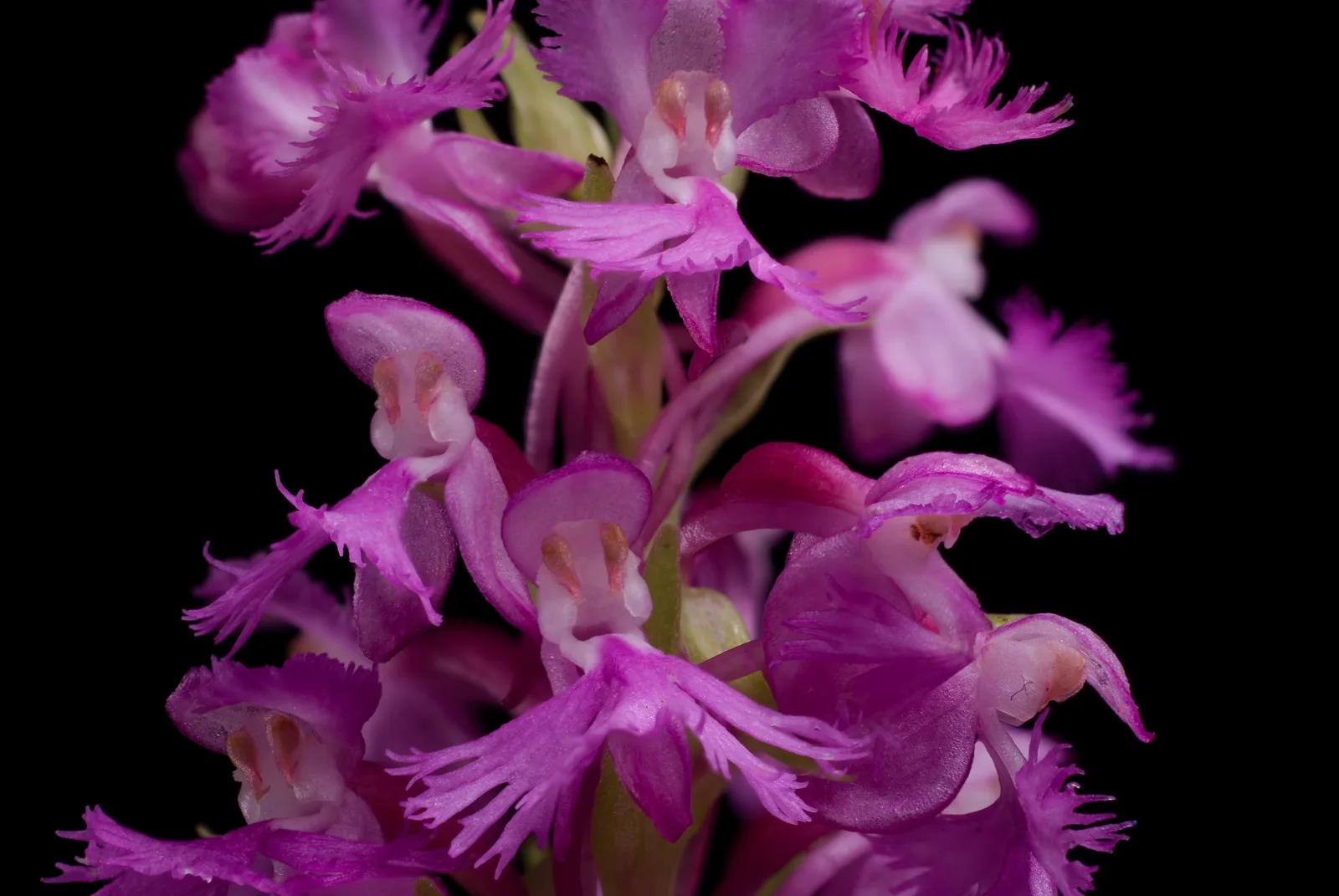 Purple Fringed Orchid (Platanthera psycodes)