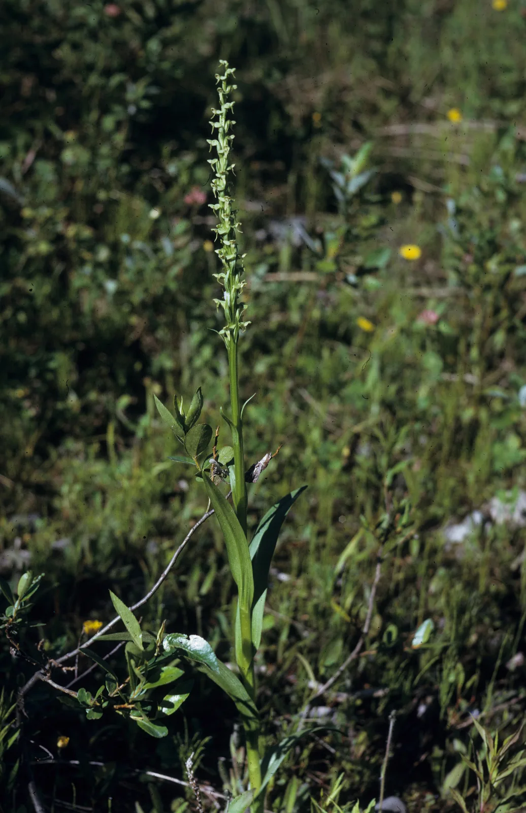 Northern Green Orchid (Platanthera hyperborea)