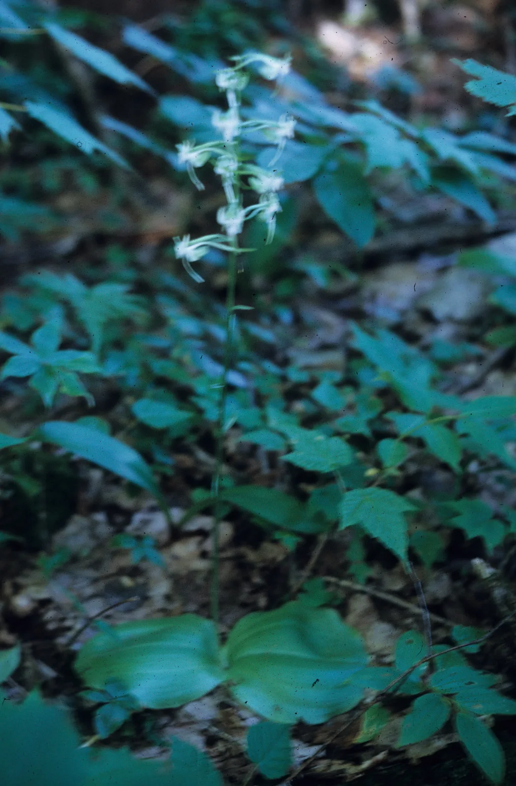 Round Leaved Orchid (Platanthera orbiculata)