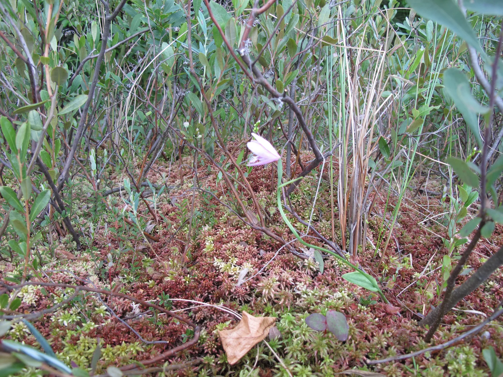 Rose Pogonia