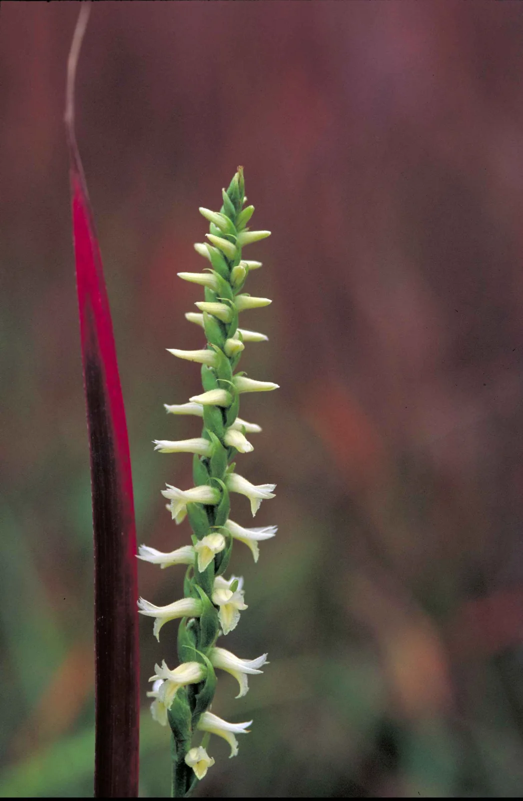 Great Plains Ladies Tresses (Spiranthes magnicamporum)