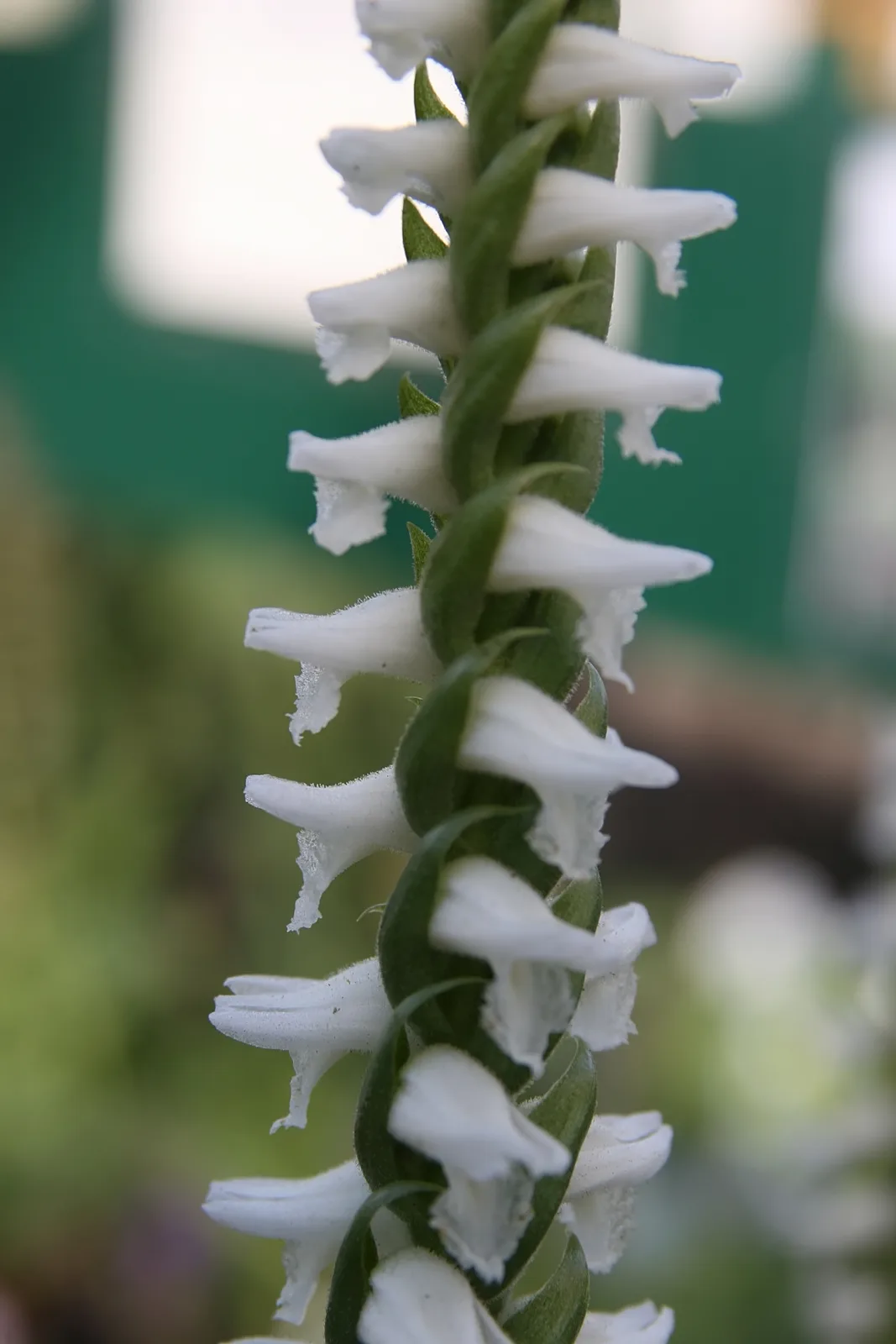 Fragrant Ladies Tresses