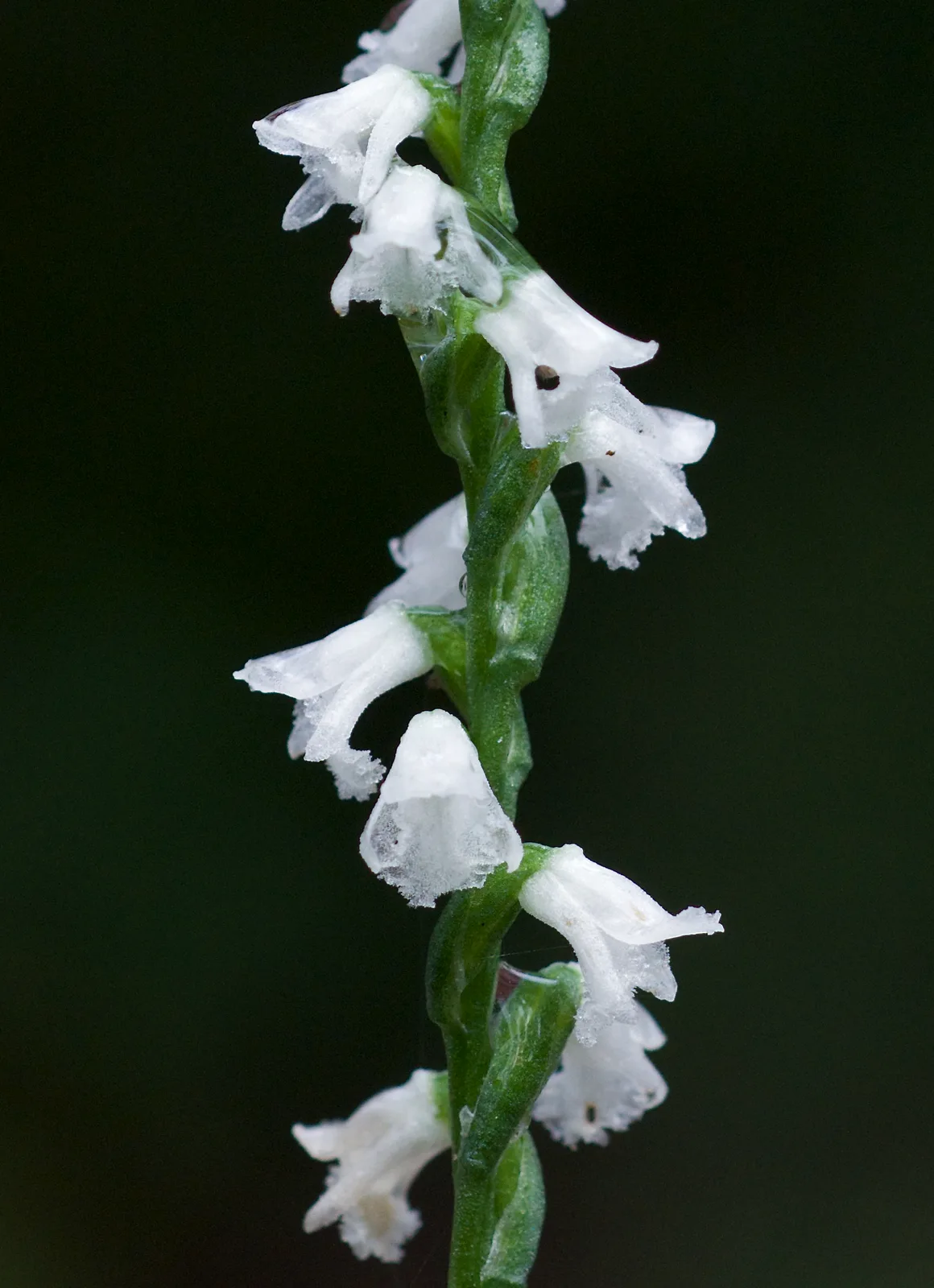 Little Ladies Tresses (Spiranthes tuberosa)