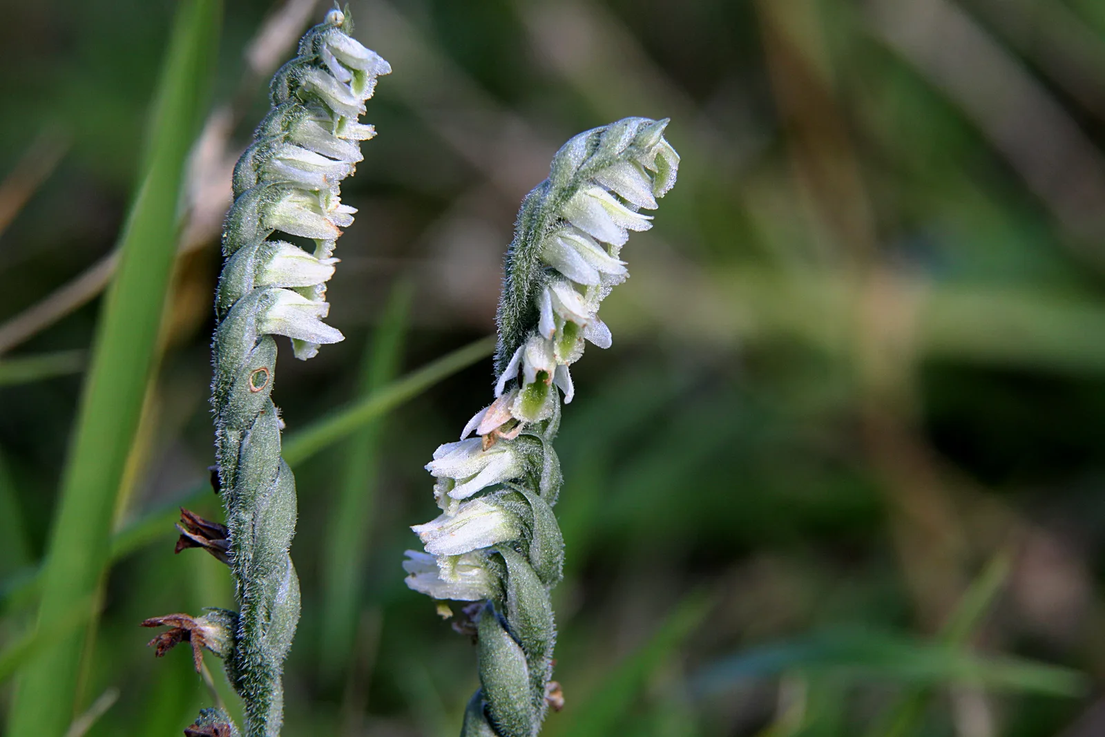 Autumn Ladies Tresses (Spiranthes spiralis)
