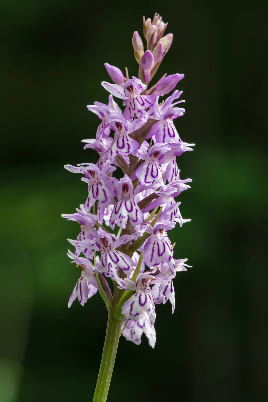 Common Spotted Orchid (Dactylorhiza fuchsii)