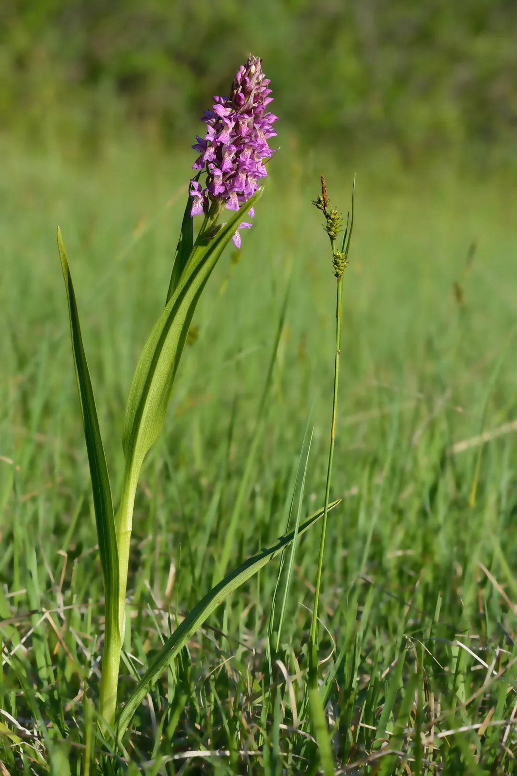 Early Marsh Orchid (Dactylorhiza incarnata)