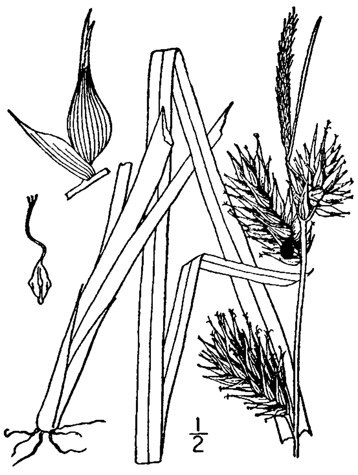 Hop Sedge (Carex lupulina)