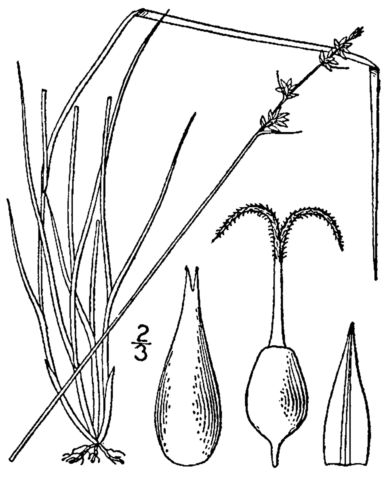 Texas Sedge (Carex texensis)