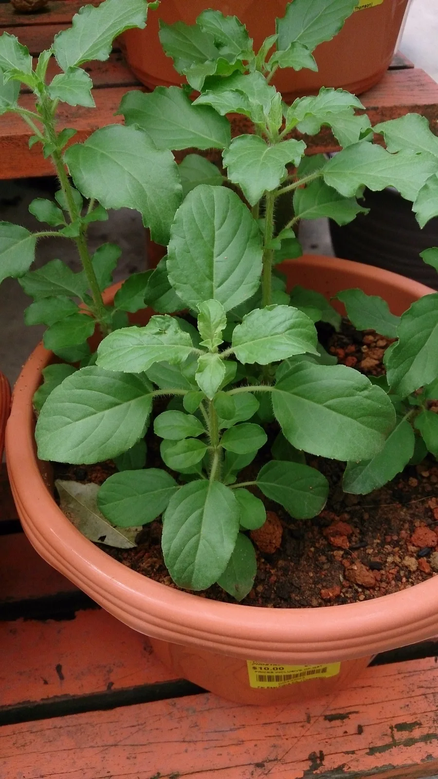 Holy Basil