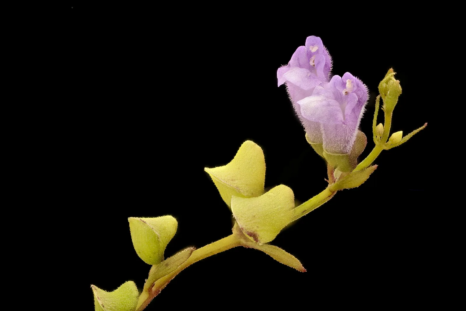 Skullcap (Scutellaria lateriflora)