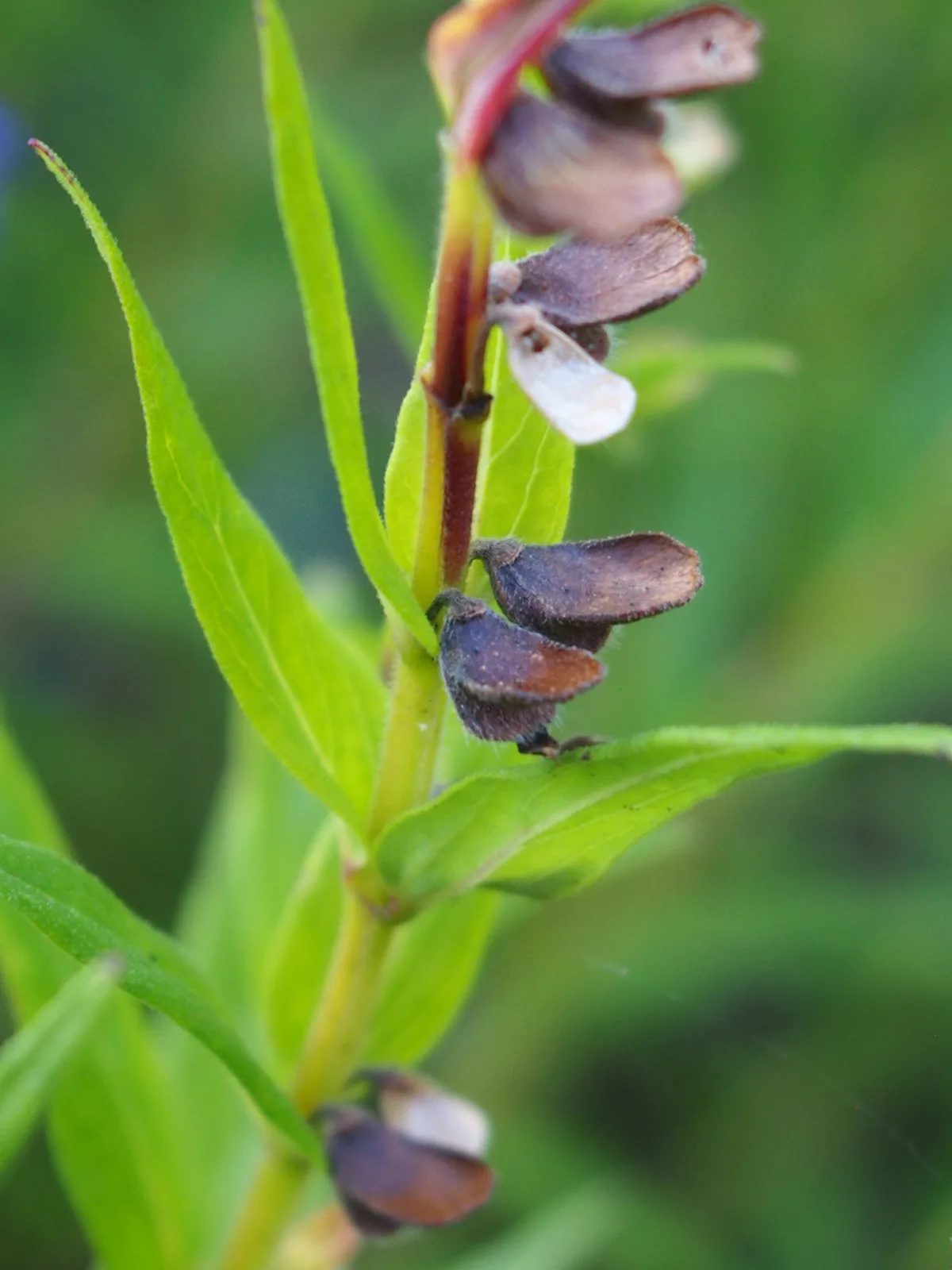 Baikal Skullcap (Scutellaria baicalensis)