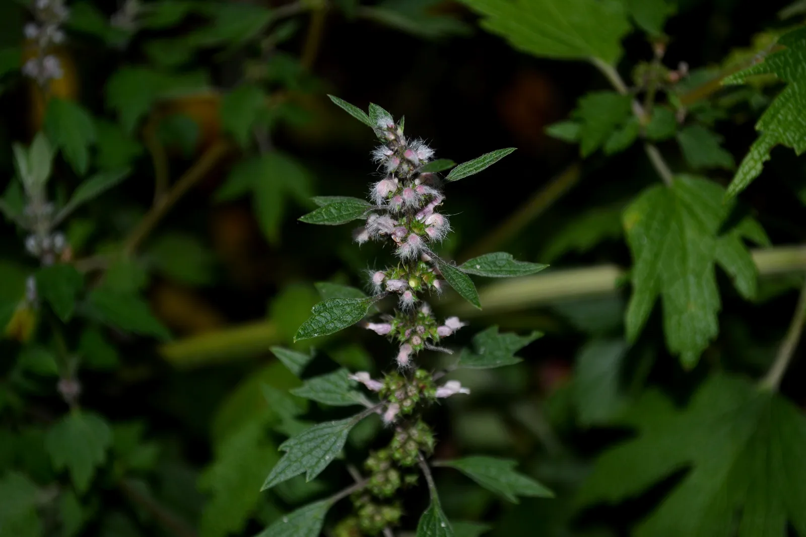 Motherwort