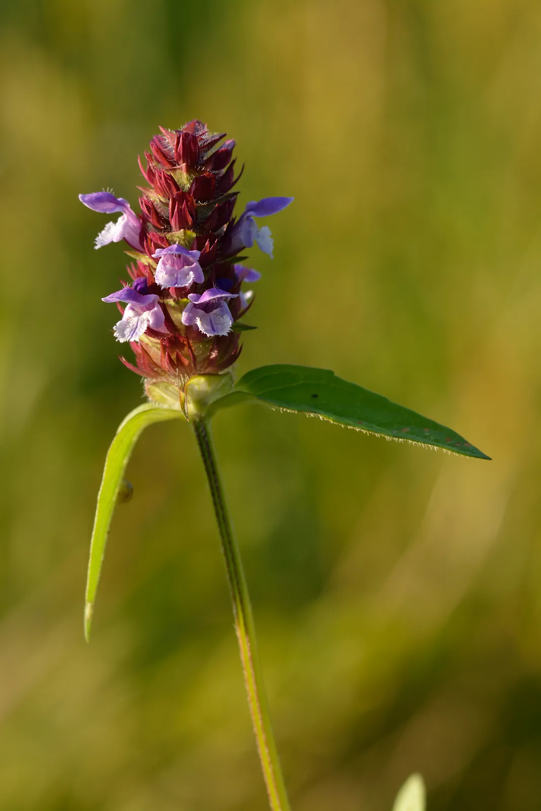 Self Heal