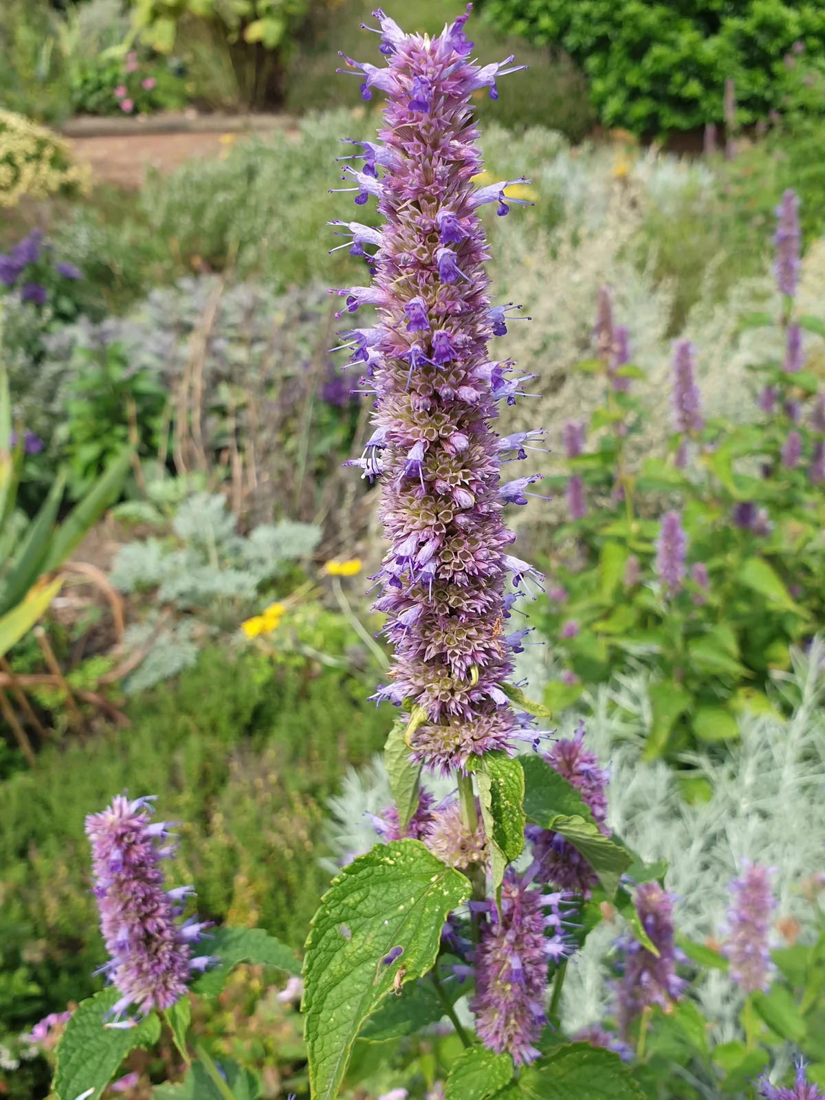 Korean Mint (Agastache rugosa)