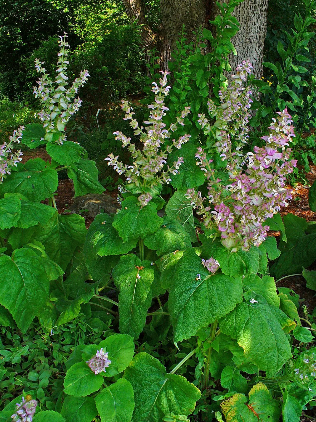 Clary Sage (Salvia sclarea)