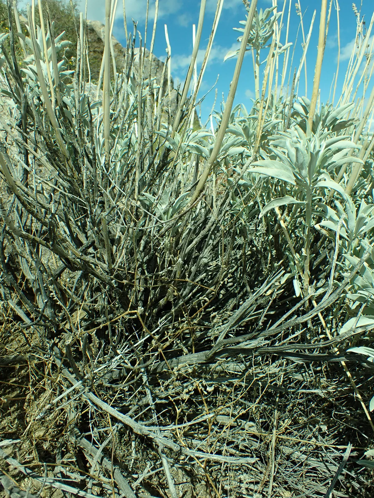 White Sage (Salvia apiana)