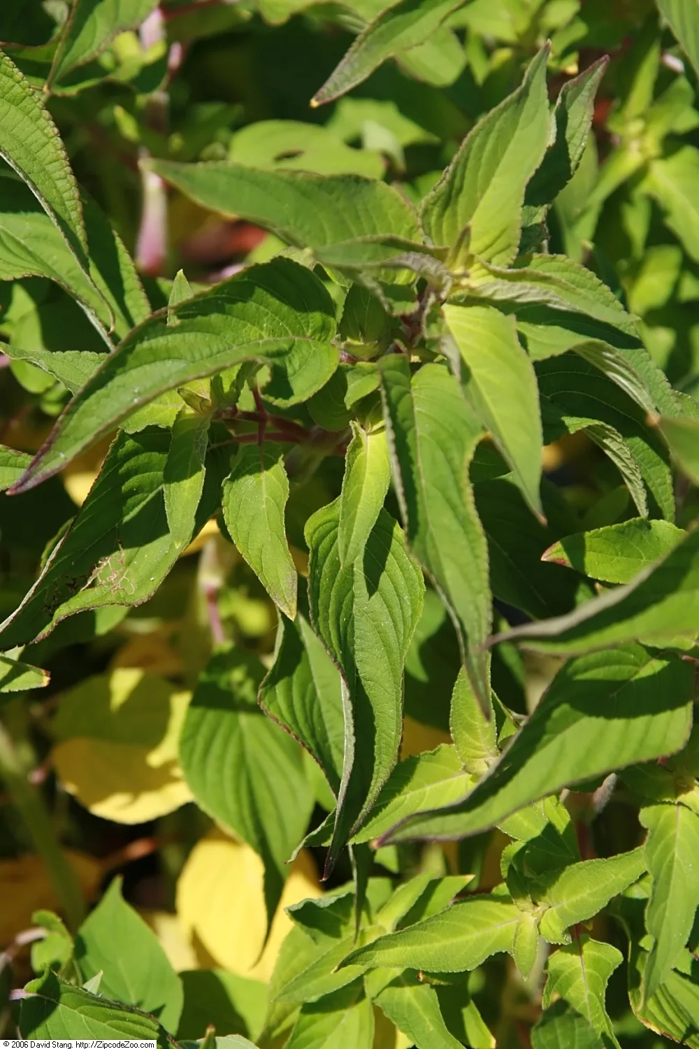 Pineapple Sage (Salvia elegans)