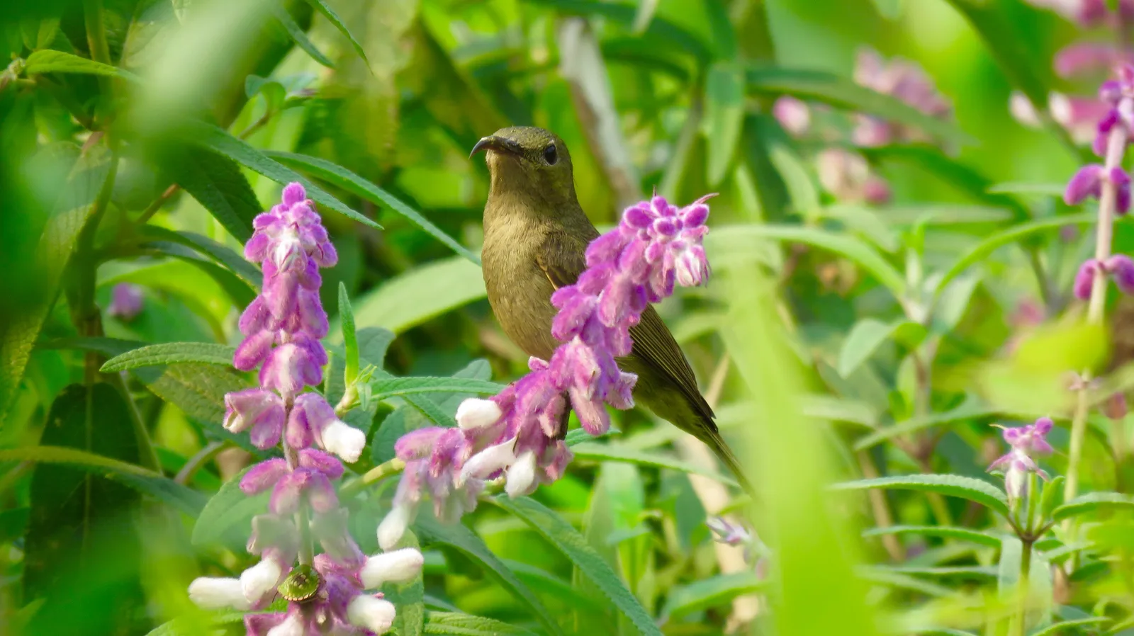Mexican Bush Sage (Salvia leucantha)