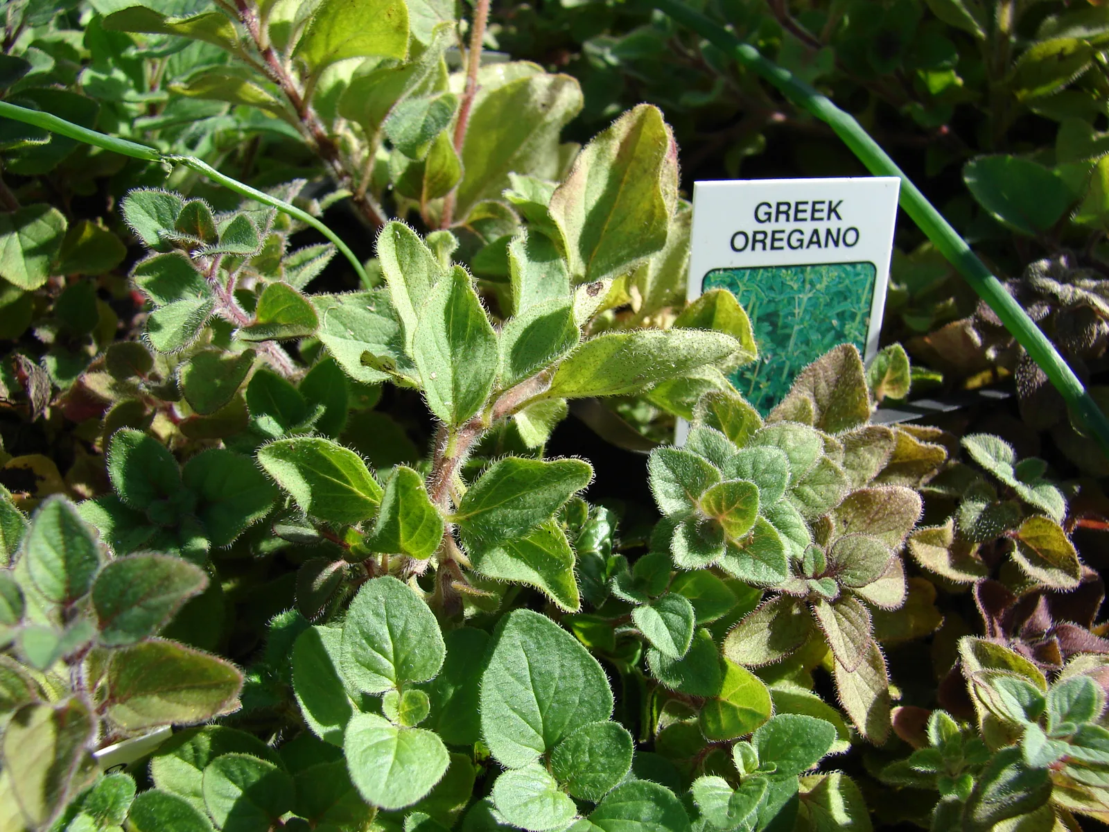 Greek Oregano (Origanum vulgare subsp. hirtum)