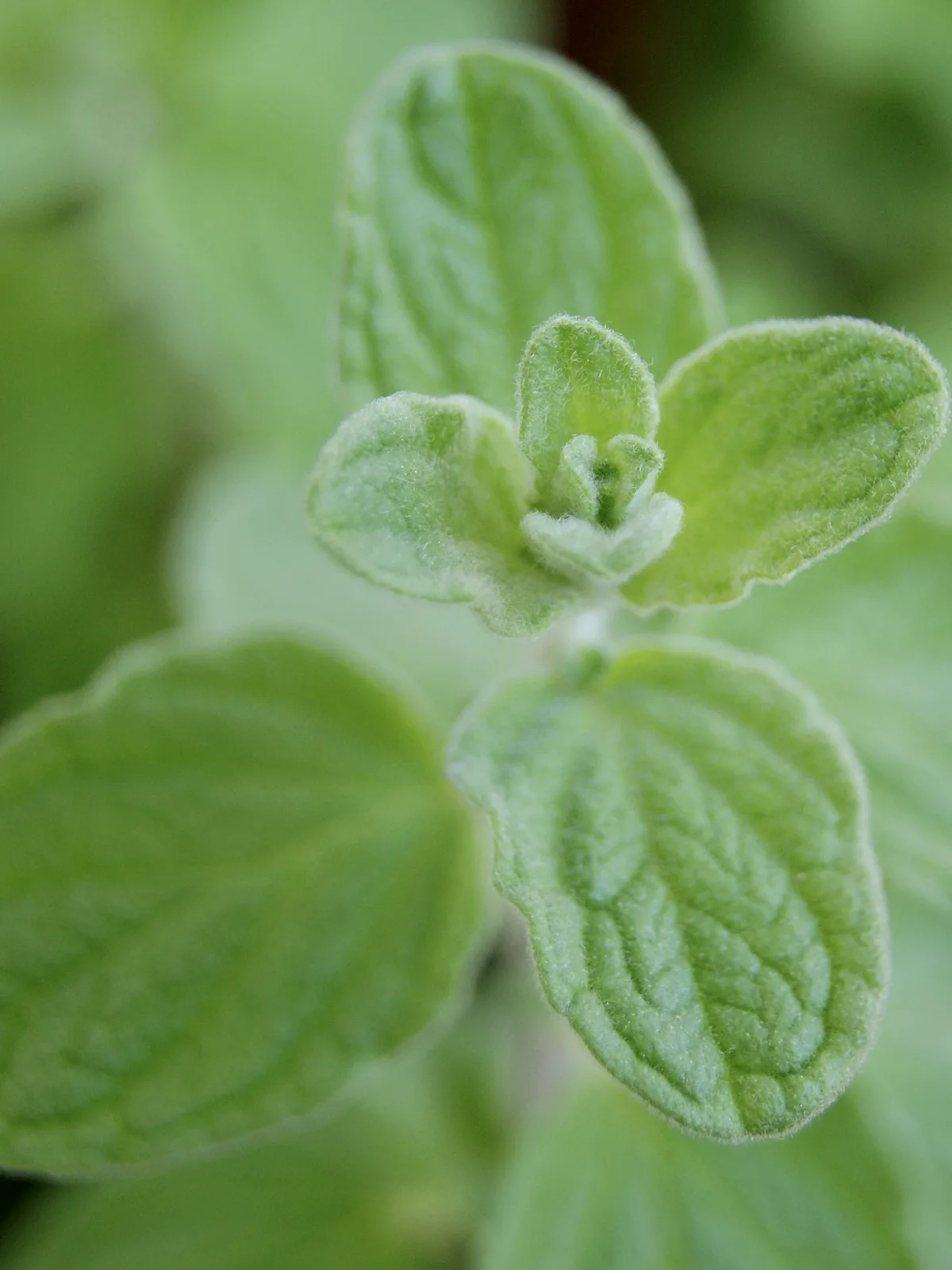 Syrian Oregano (Origanum syriacum)
