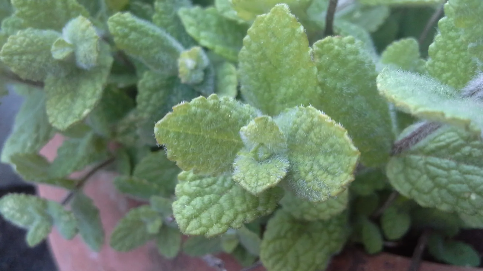 Apple Mint