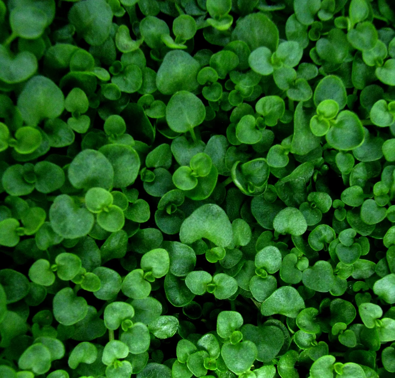 Corsican Mint