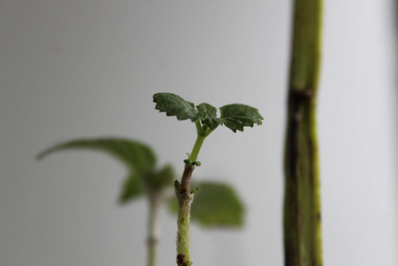 Pennyroyal