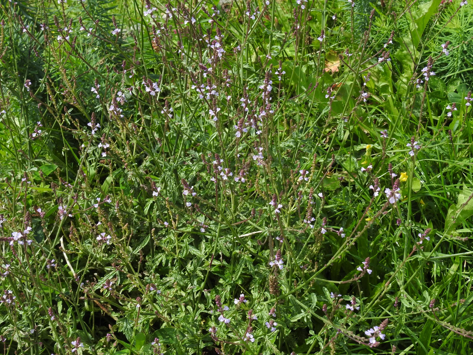 Common Vervain