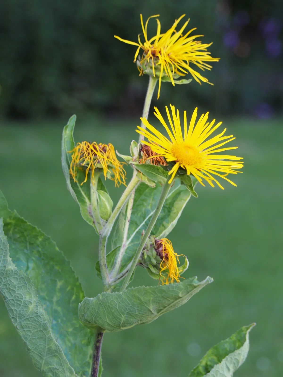 Elecampane