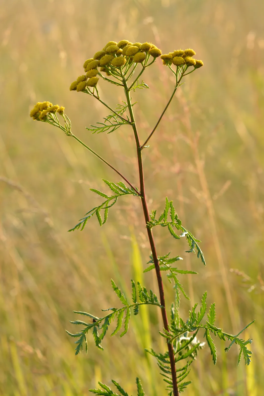Tansy (Tanacetum vulgare)