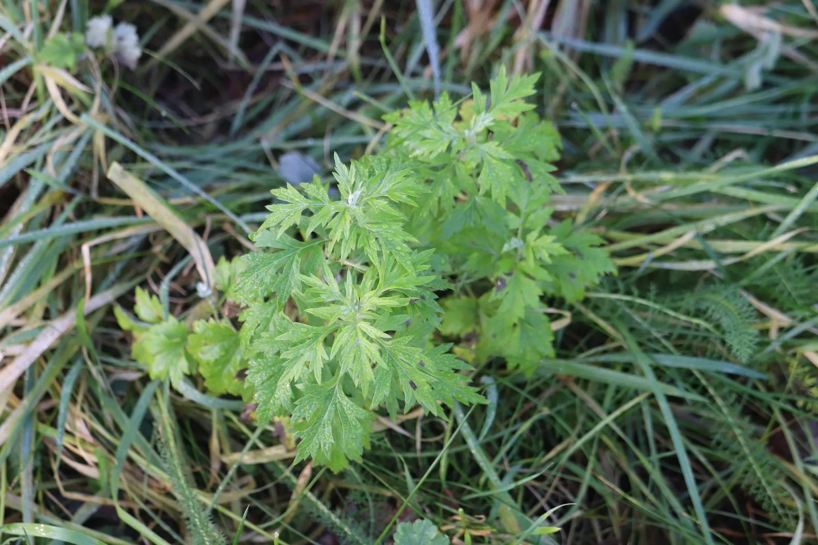 Mugwort (Artemisia vulgaris)